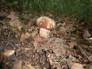 Klikni pro velký obrázek