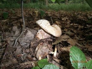 Klikni pro velký obrázek