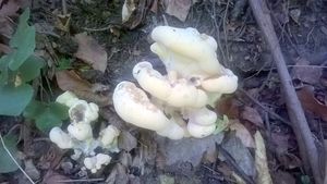 Klikni pro velký obrázek