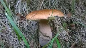 Klikni pro velký obrázek