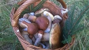 Klikni pro velký obrázek