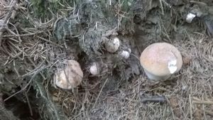 Klikni pro velký obrázek