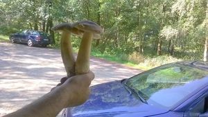 Klikni pro velký obrázek