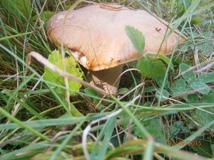 Klikni pro velký obrázek