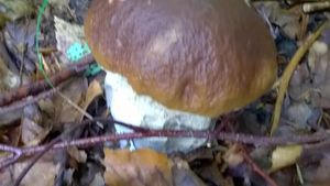 Klikni pro velký obrázek