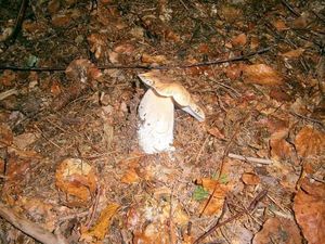 Klikni pro velký obrázek