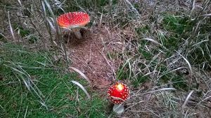 Klikni pro velký obrázek