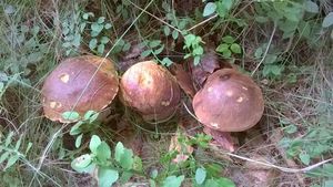 Klikni pro velký obrázek