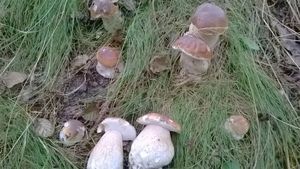 Klikni pro velký obrázek