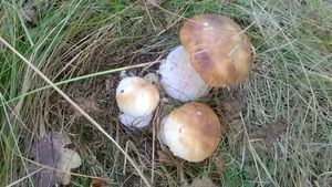 Klikni pro velký obrázek