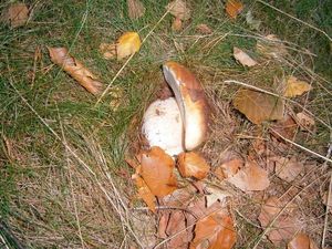 Klikni pro velký obrázek