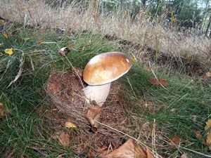 Klikni pro velký obrázek