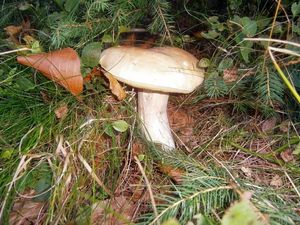 Klikni pro velký obrázek