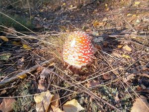 Klikni pro velký obrázek