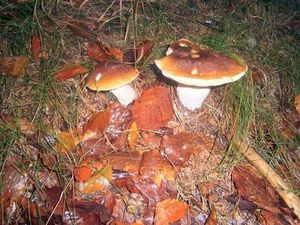 Klikni pro velký obrázek