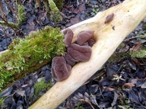 Klikni pro velký obrázek