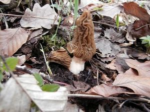 Klikni pro velký obrázek