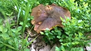 Klikni pro velký obrázek