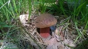 Klikni pro velký obrázek