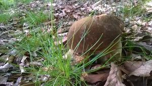 Klikni pro velký obrázek