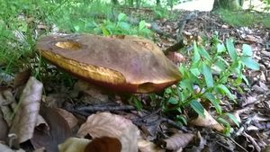 Klikni pro velký obrázek