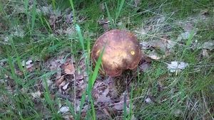 Klikni pro velký obrázek