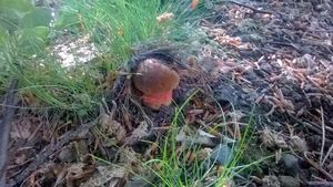 Klikni pro velký obrázek