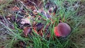 Klikni pro velký obrázek