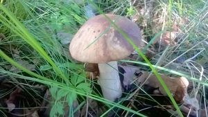 Klikni pro velký obrázek