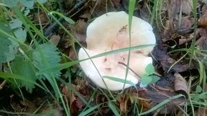 Klikni pro velký obrázek