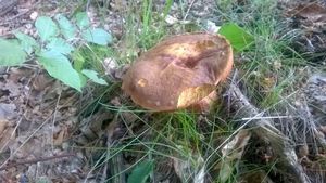 Klikni pro velký obrázek