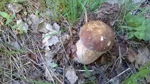 Klikni pro velký obrázek