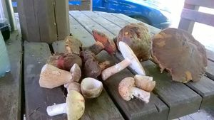 Klikni pro velký obrázek