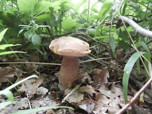 Klikni pro velký obrázek