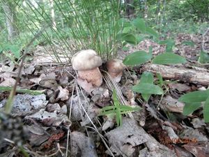 Klikni pro velký obrázek