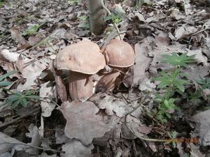 Klikni pro velký obrázek