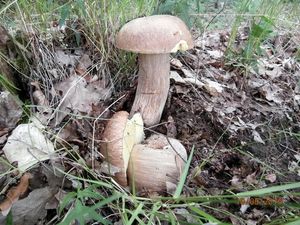 Klikni pro velký obrázek