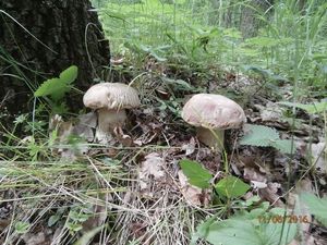 Klikni pro velký obrázek