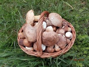 Klikni pro velký obrázek