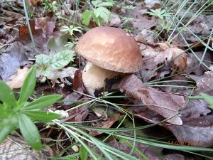 Klikni pro velký obrázek