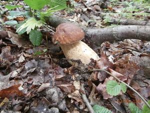 Klikni pro velký obrázek