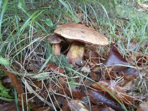 Klikni pro velký obrázek