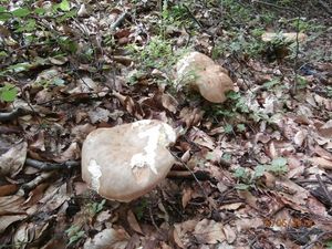 Klikni pro velký obrázek