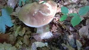 Klikni pro velký obrázek