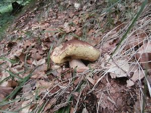 Klikni pro velký obrázek