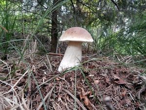 Klikni pro velký obrázek