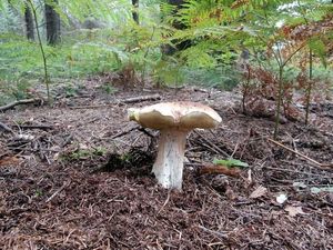 Klikni pro velký obrázek