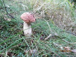 Klikni pro velký obrázek