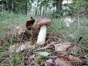 Klikni pro velký obrázek