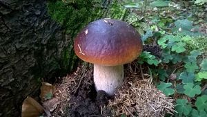 Klikni pro velký obrázek